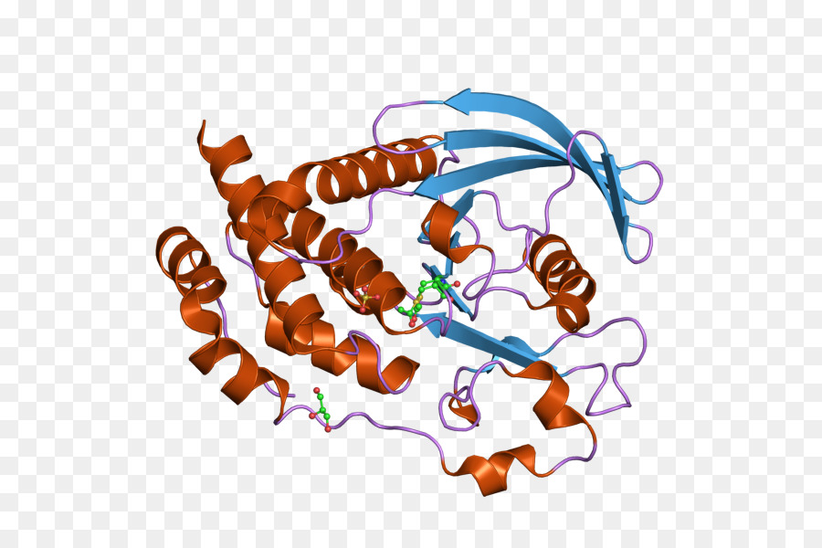 Ptpn5，โปรตีน Tyrosine Phosphatase PNG