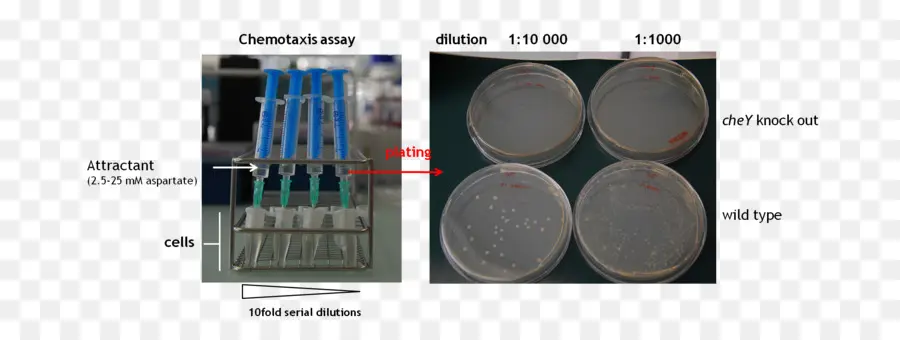 Chemotaxis Assay，เซลล์ PNG