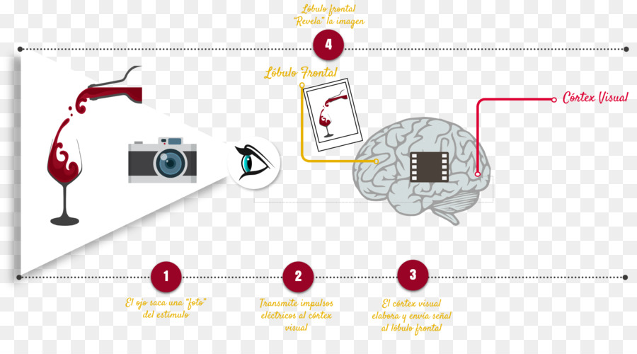 ไดอะแกรมการรับรู้ภาพ，สมอง PNG
