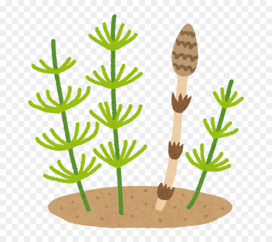 สนาม Horsetail，อาหาร PNG