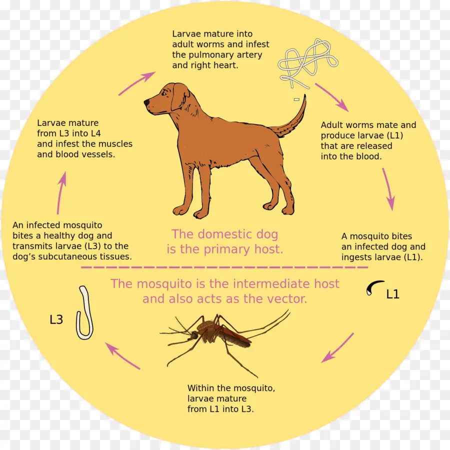 วงจรชีวิตของ Dog Heartworm，สุนัข PNG