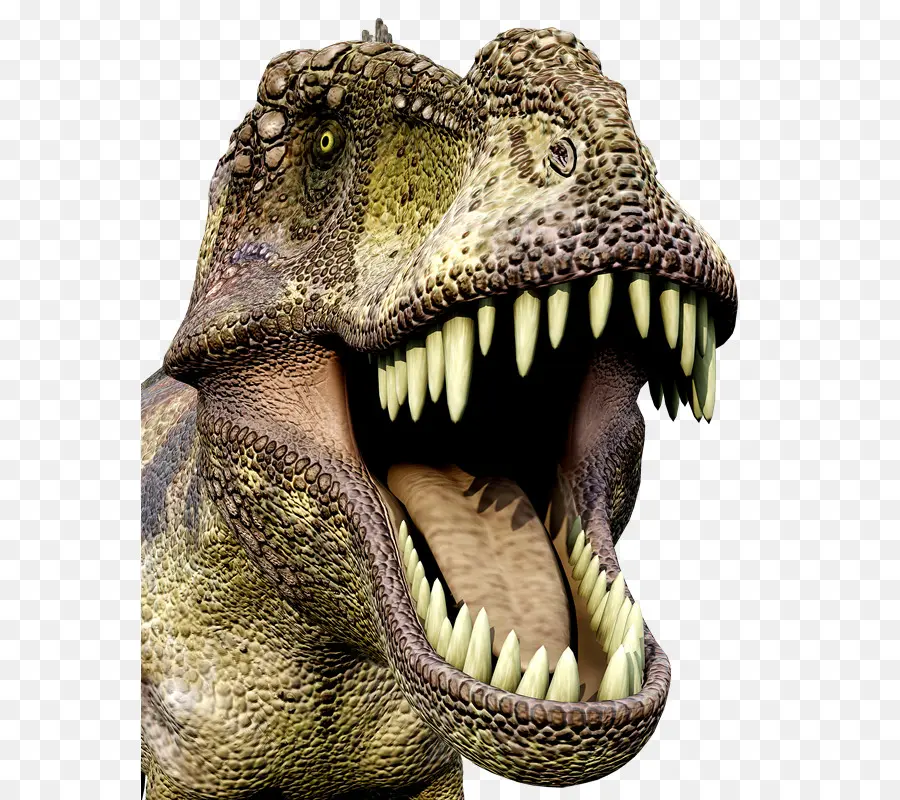 T Rex，ฟัน PNG