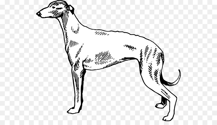 Whippet，นัข PNG