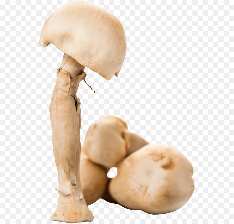 เหมือนกันหน้าเห็ด，Agaricus Subrufescens PNG