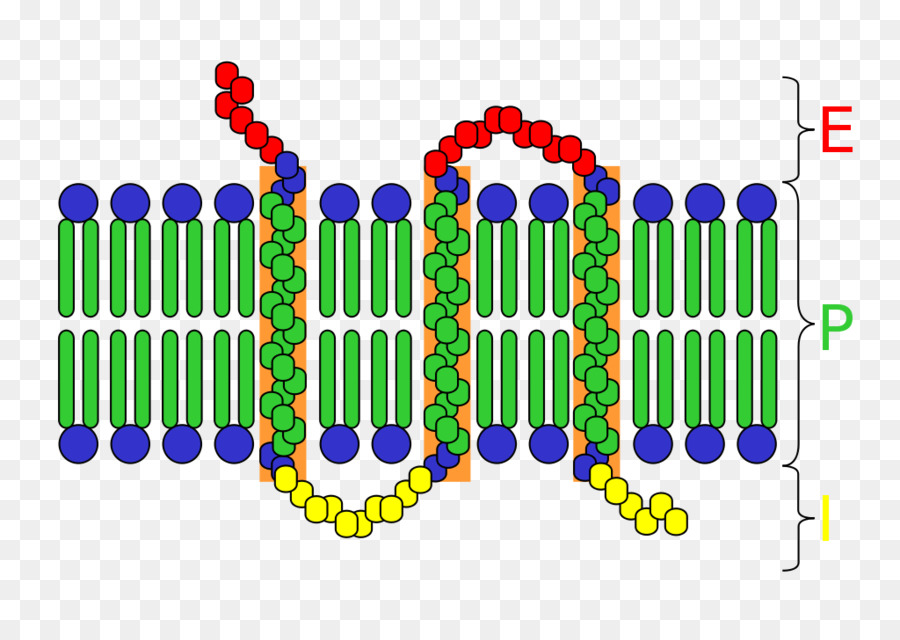 มือถือของผิว Receptor，เว็บ PNG