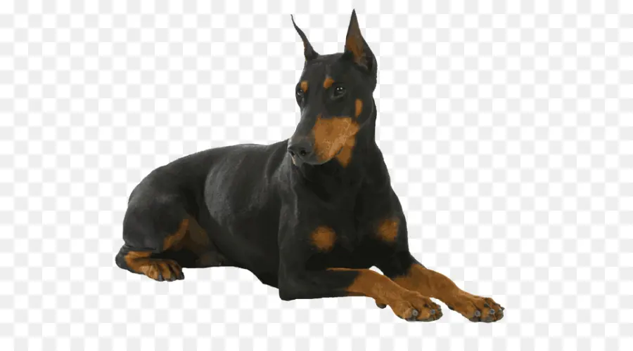 Black Doberman，สัตว์เลี้ยง PNG