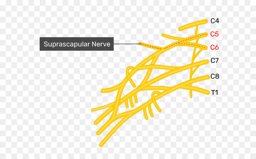 ด้านล่าง Subscapular เส้นประสาท，อัพเปอร์อี Subscapular เส้นประสาท PNG