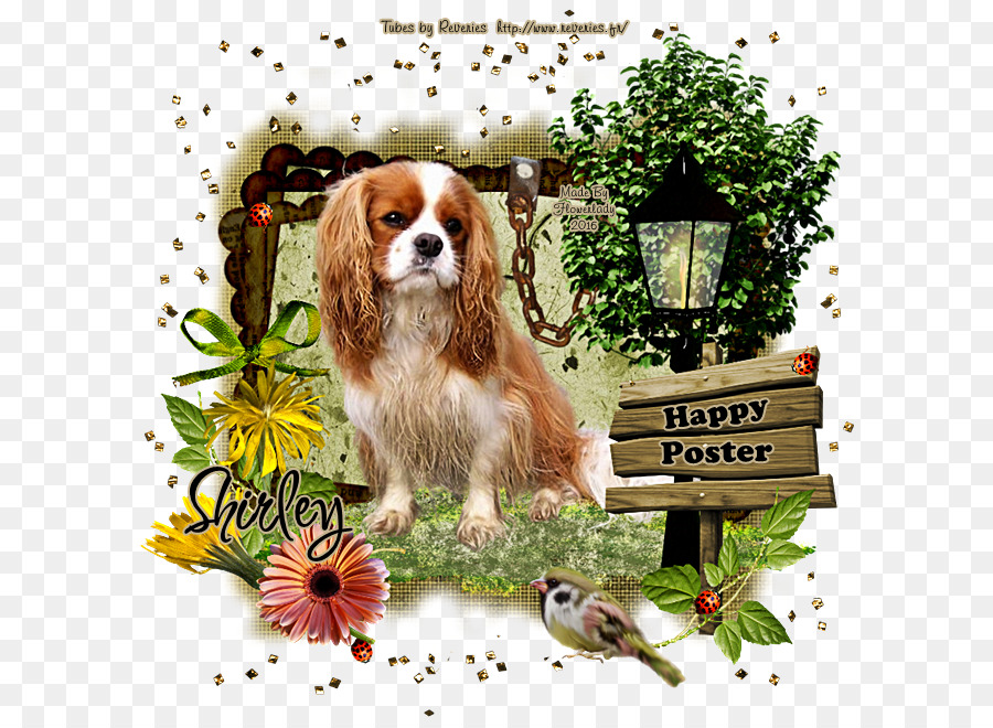 ด้วของกษัตริย์ชาล Spaniel，ของกษัตริย์ชาล Spaniel PNG