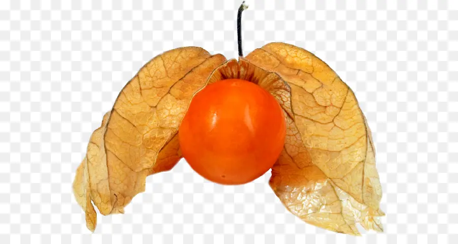 ชาวเปรู Groundcherry，Physalis Angulata PNG