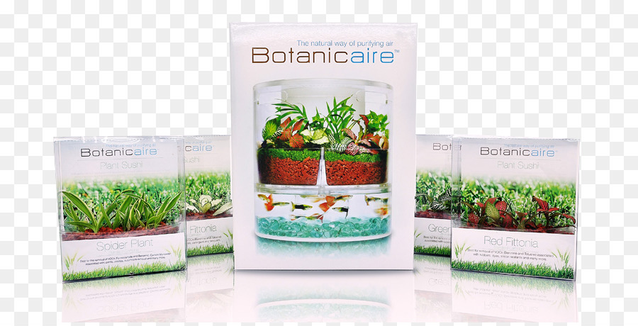 ใน Vitro Pte Ltdbotanicaire，ใน Vitro PNG