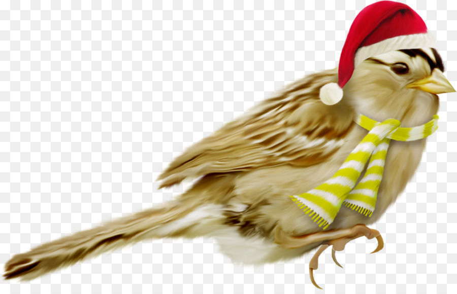 นก，คริสมาสต์ PNG