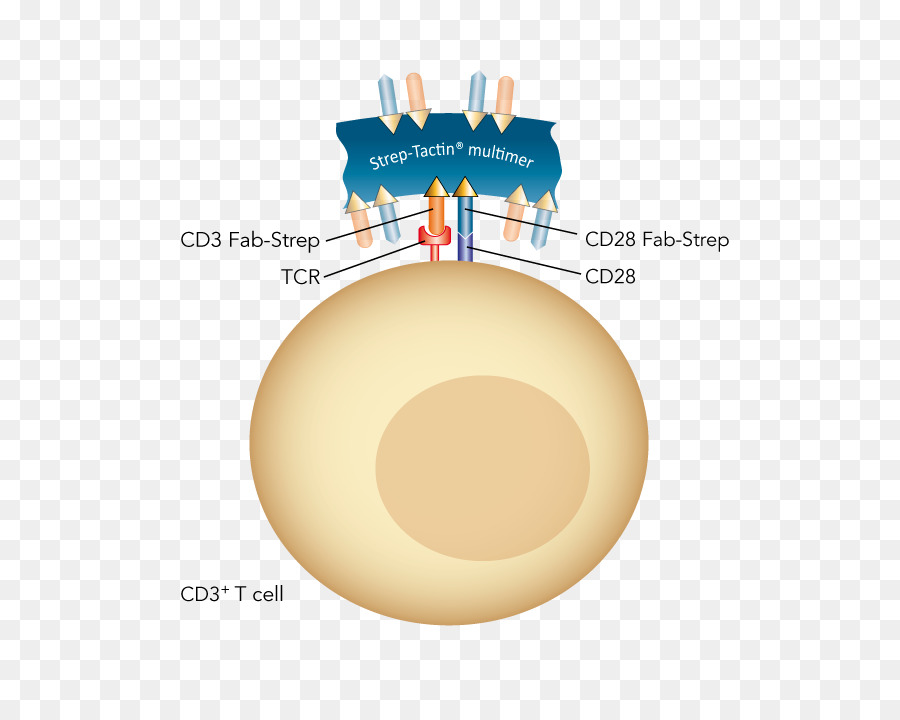 Cd28，ท เข้ามือถือ PNG