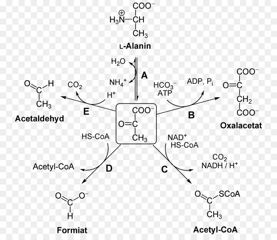 Name, Pyruvate Carboxylase, Pyruvate Dehydrogenase Png - Png Name ...