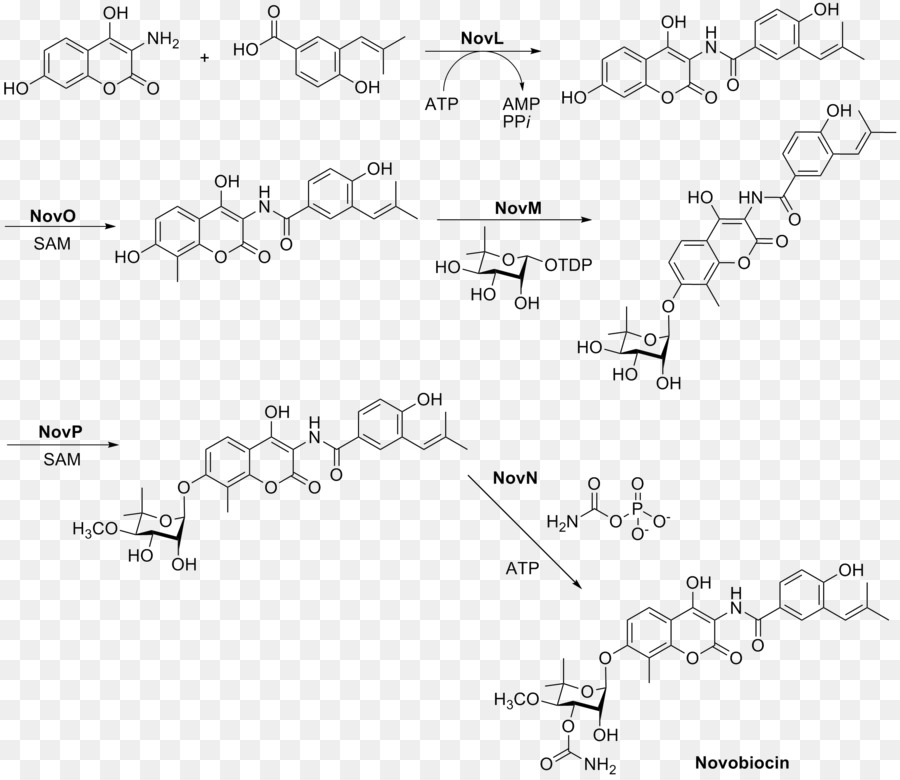 Novobiocin，สารเคมี Synthesis PNG
