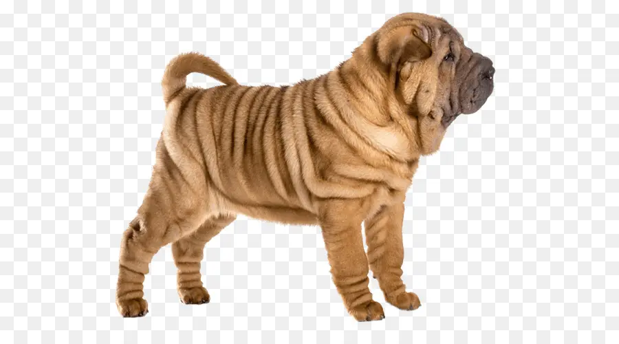 Shar Pei Dog，เหี่ยวแห้ง PNG