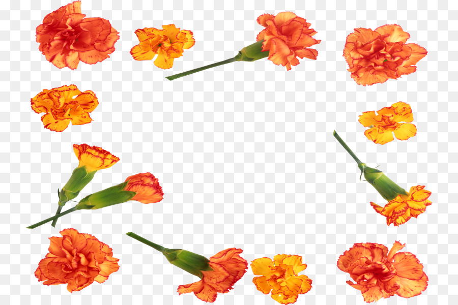 Photoscape，ตัดดอกไม้ PNG
