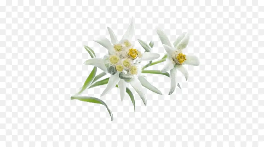 ดอกไม้ Edelweiss，เบ่งบาน PNG