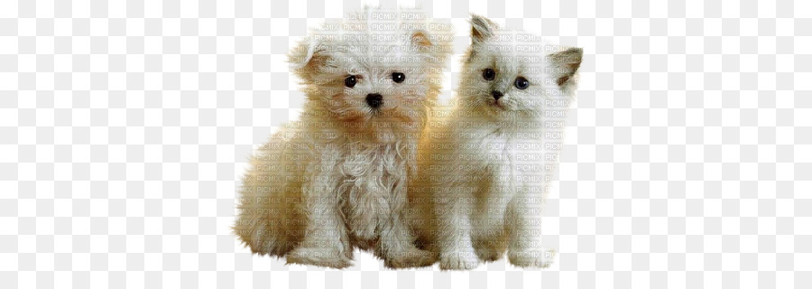 ลูกหมา，Pomeranian PNG