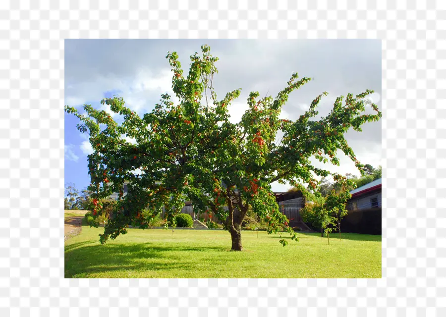 Prunus Mandshurica，Apricot PNG
