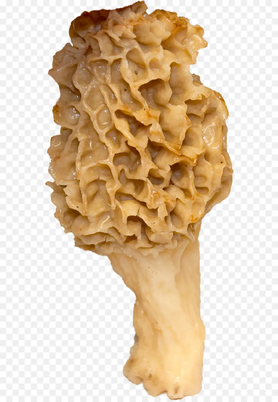 เห็ด Morel，กินได้ PNG