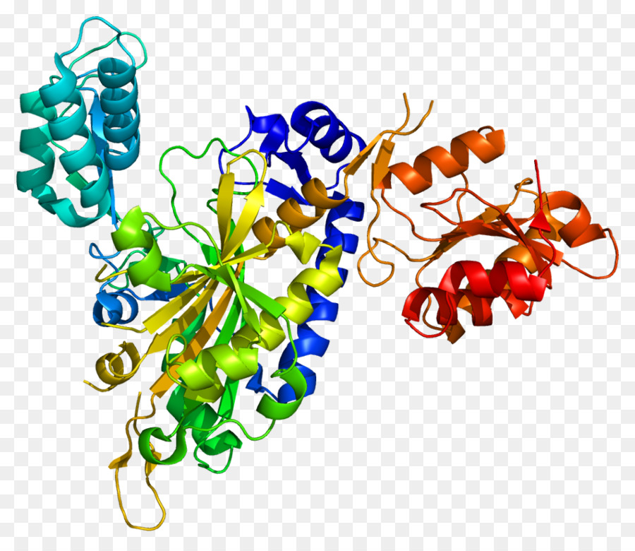 Aminoacyl Trna Synthetase，การถ่ายโอน Rna PNG