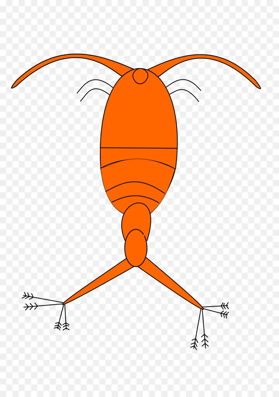 Copepod，นาวิกโยธิน PNG