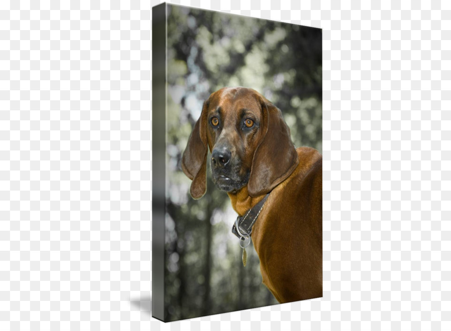 Plott ย์，สีดำและผิวสีแทน Coonhound PNG