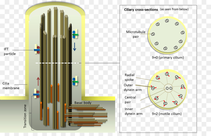 Cilium，Flagellum PNG