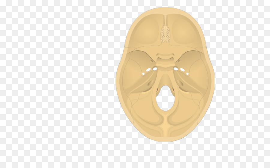 กะโหลกศีรษะ，กระดูก PNG