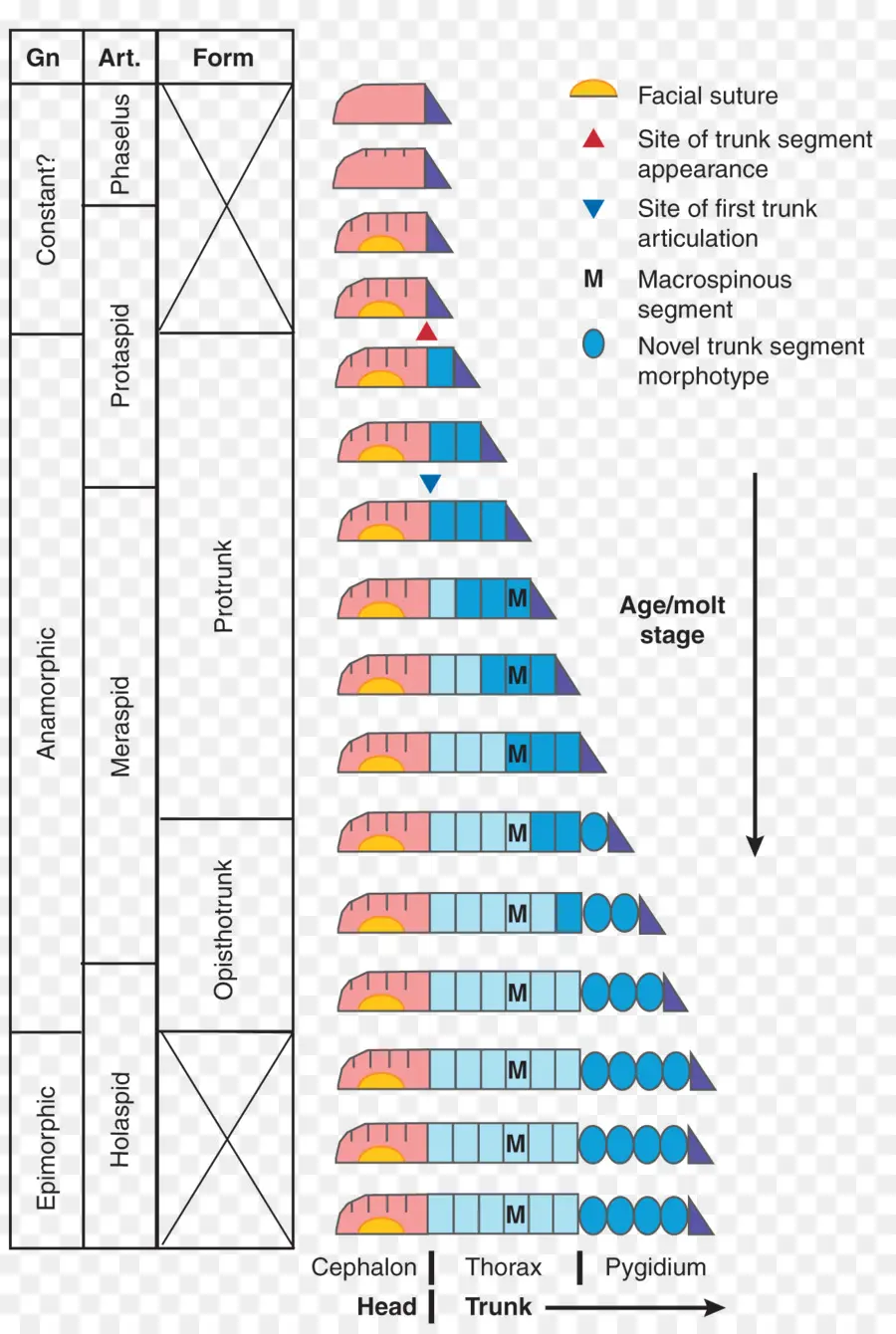 ไดอะแกรมขั้นตอนการเจริญเติบโตของ Trilobite，Trilobite PNG