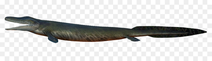 ปลา，สัตว์ PNG