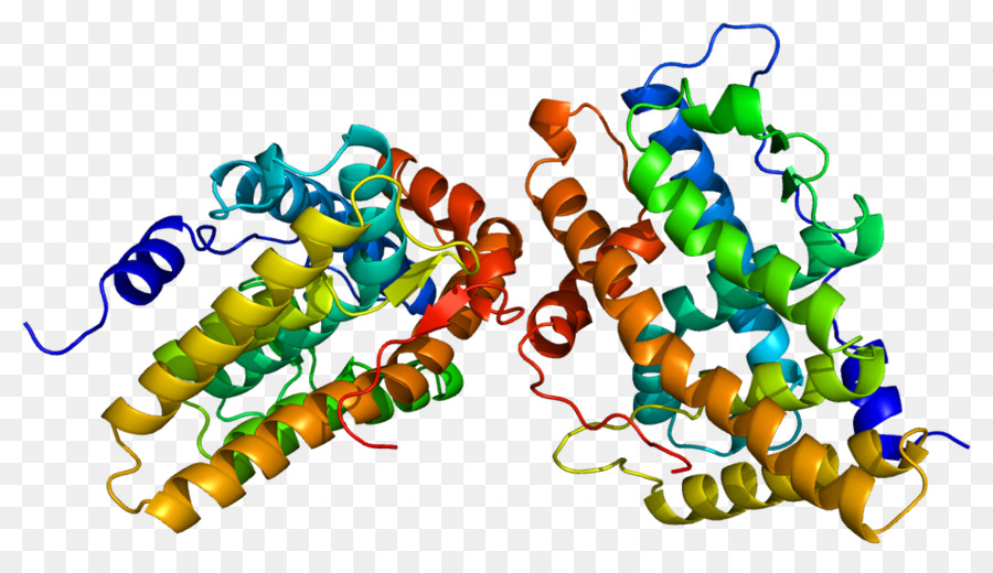 โครงสร้างโปรตีน，โมเลกุล PNG