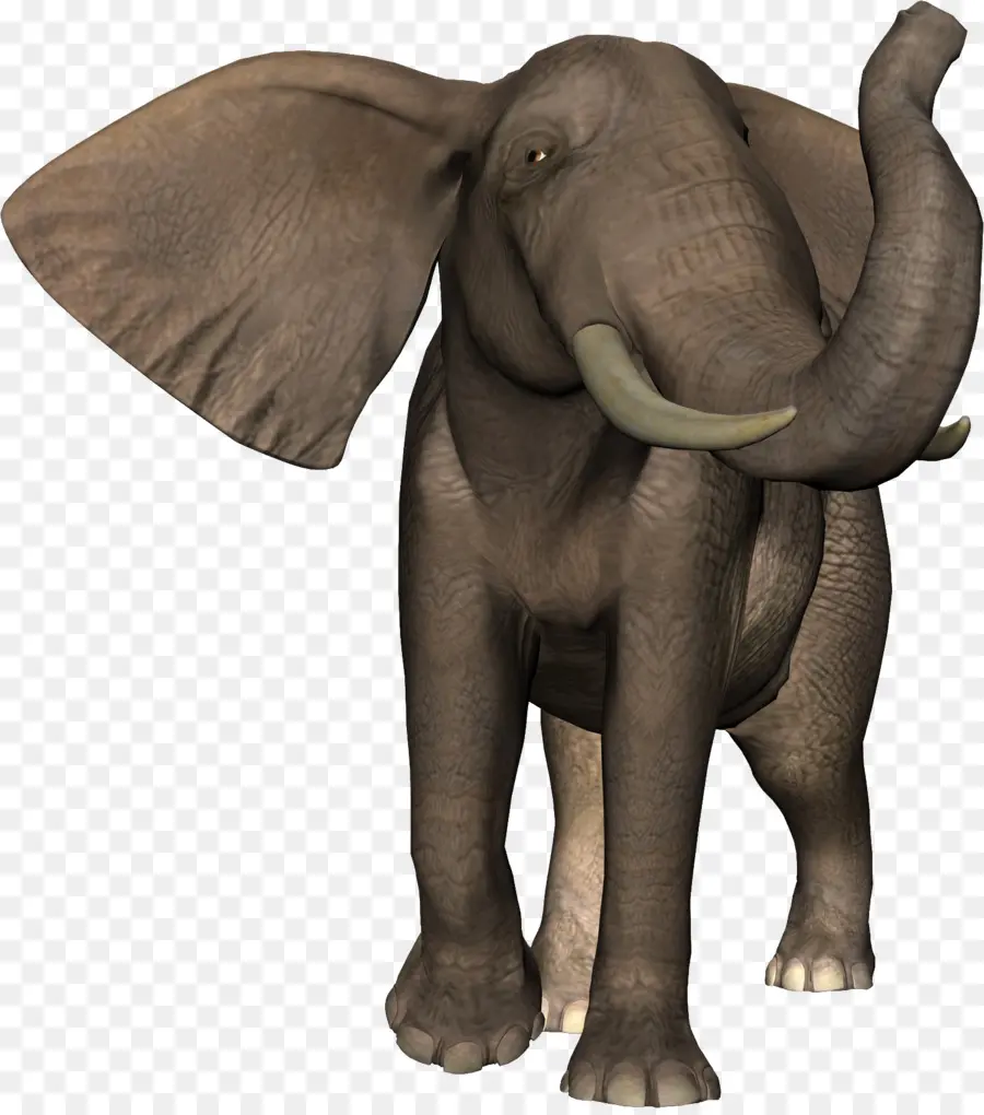 แอฟริกันช้าง，อินเดียนช้าง PNG