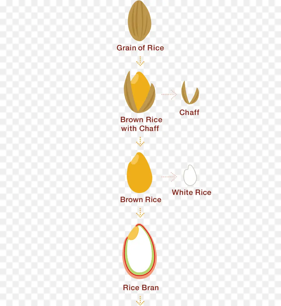 แผนผังข้าว，ข้าว PNG