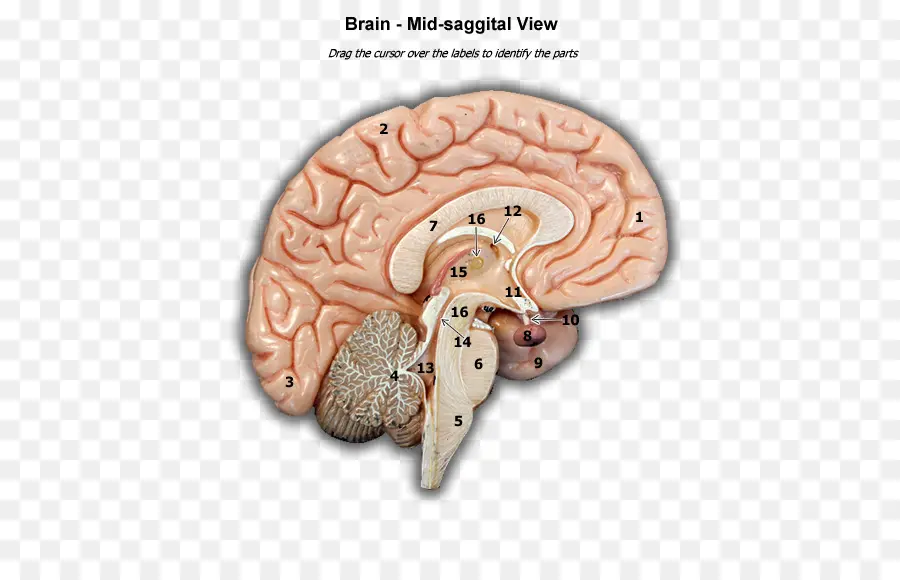 ไดอะแกรมสมอง，สมอง PNG