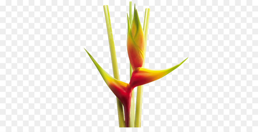 ดอกไม้ Heliconia，เขตร้อน PNG