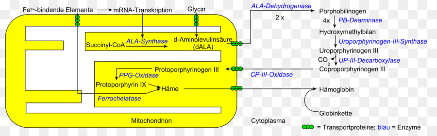 Porphyrin，Heme PNG