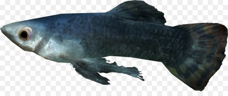 ปลา，ต้อนรับสู่โลกมื PNG