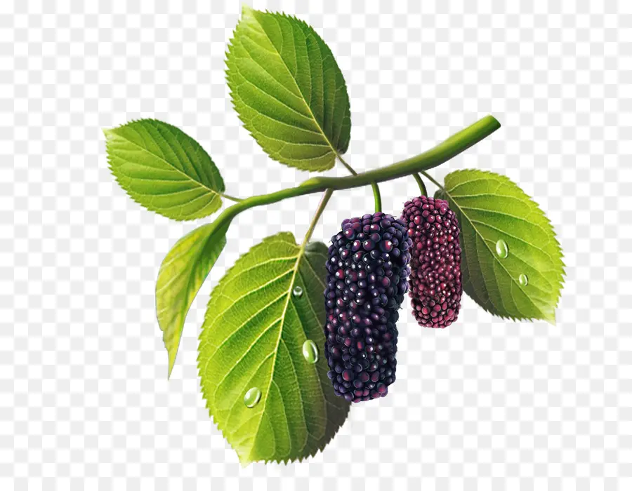 Mulberries，ออกจาก PNG