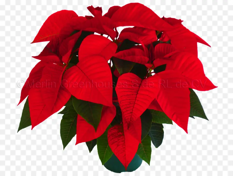 Poinsettia สีแดง，ปลูก PNG