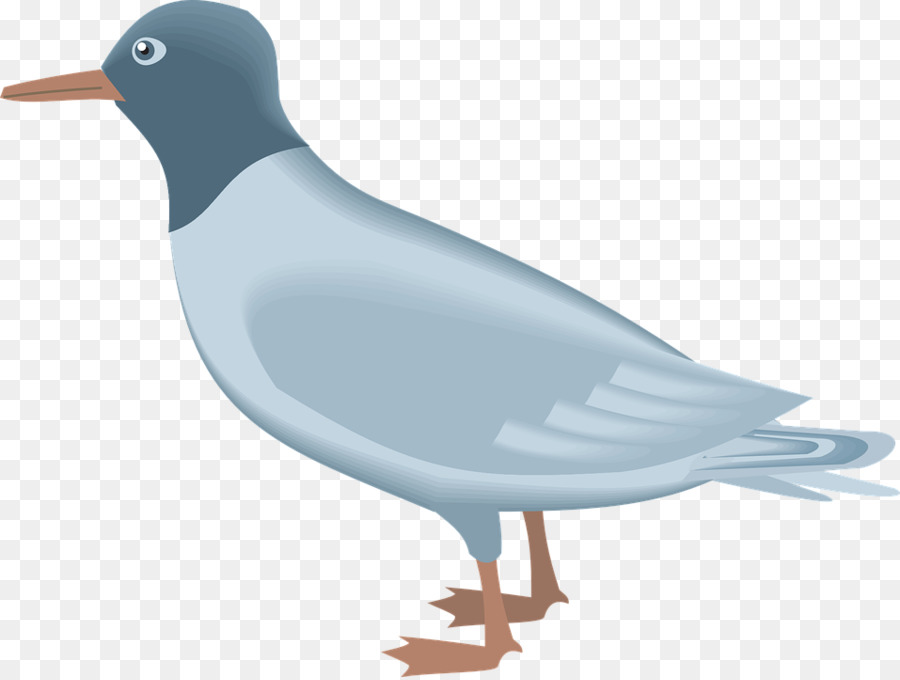 ยุโรป Herring Gull，นก PNG