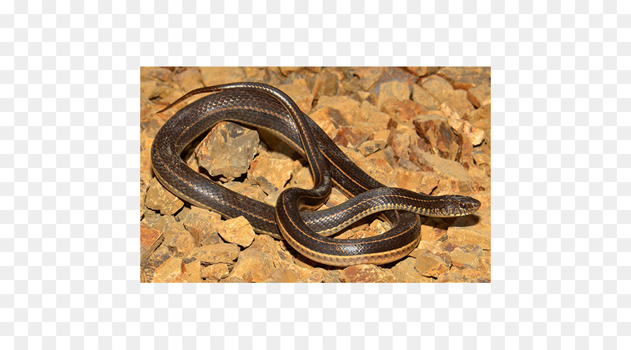 Garter งู，งู PNG