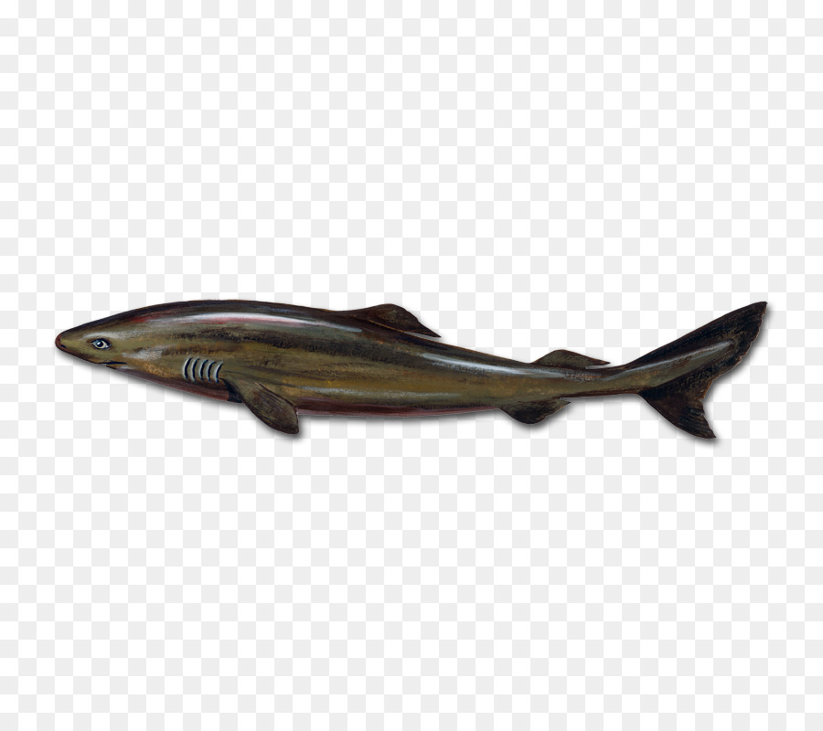 นอร์เวย์ Name，สีเขียวฉลาม PNG