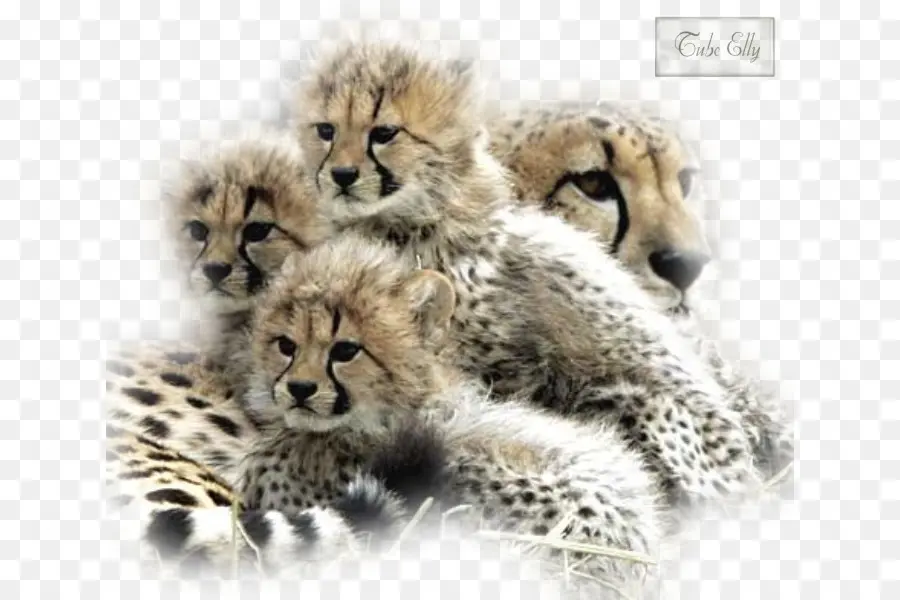 Cheetah Cubs，จุด PNG