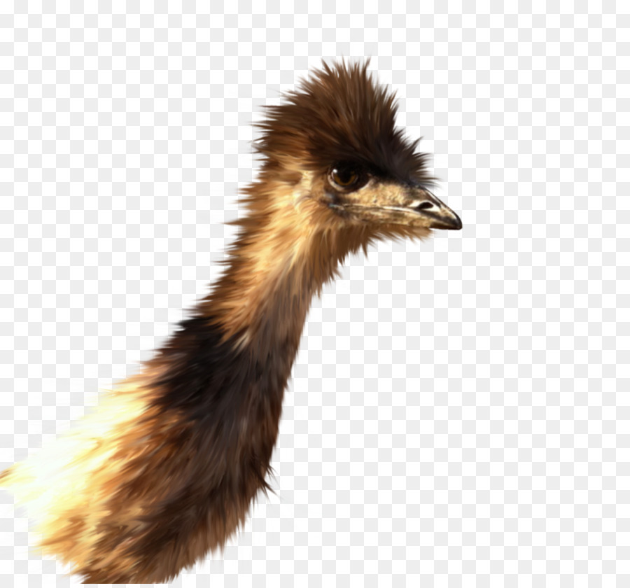 Emu，เหมือนกันกกระจอกเทศ PNG