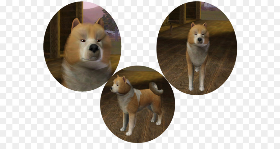 ชิบะ Inu，Pomeranian PNG