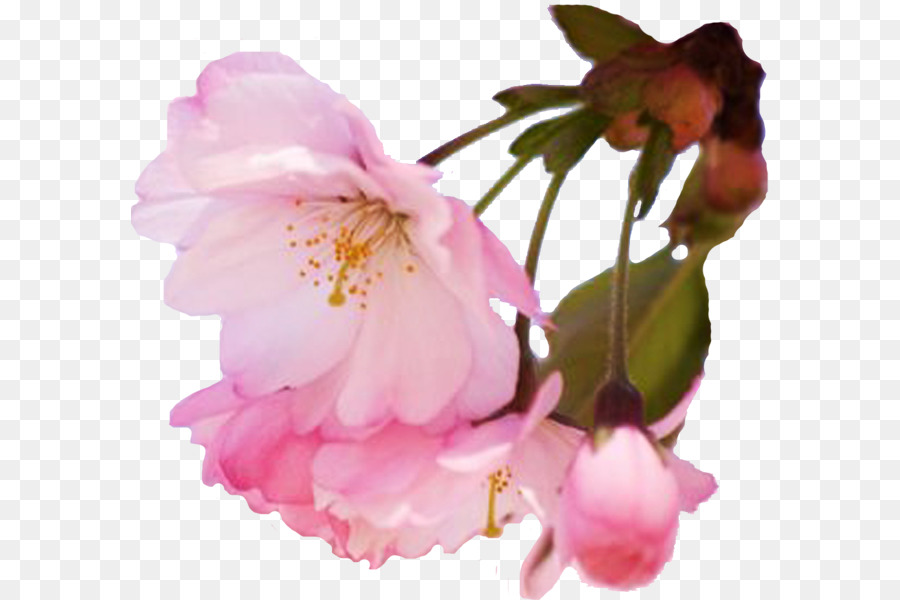 เชอร์รี่ Blossom，ฤดูใบไม้ผลิ PNG