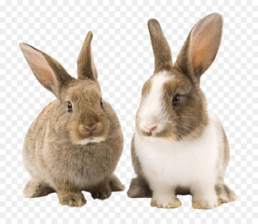 กระต่ายในประเทศ，หนูตะเภา PNG