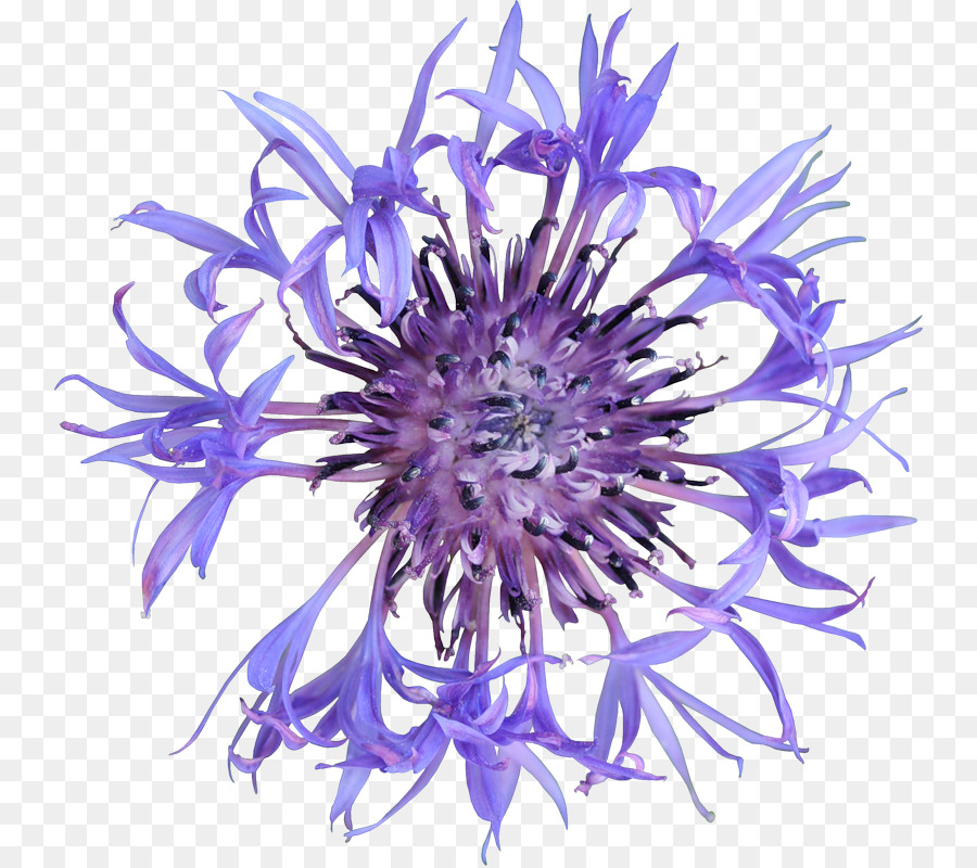 Cornflower，ดอกไม้ PNG