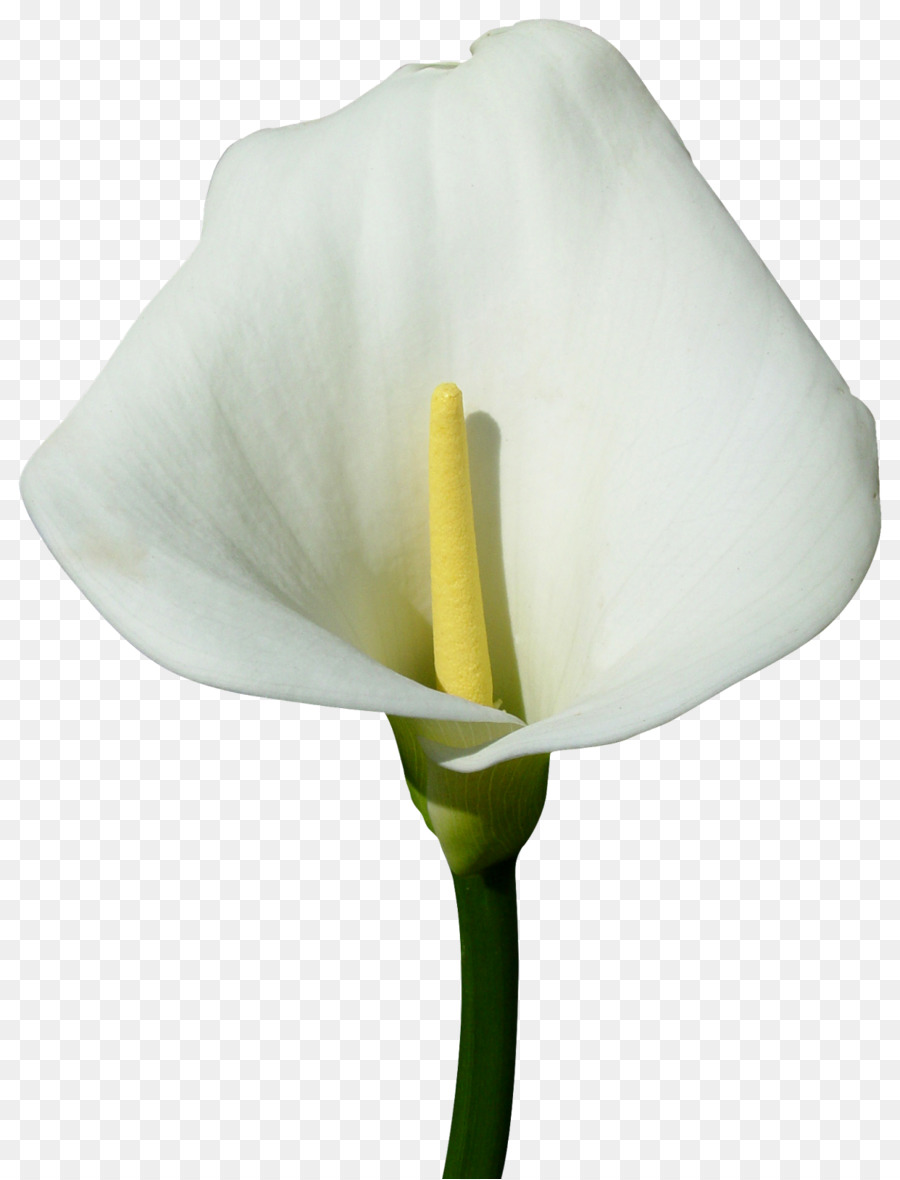 Arumlily，ดอกไม้ PNG